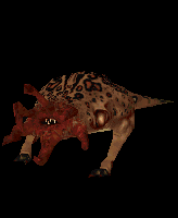 BullSquid
