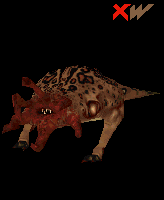 BullSquid1