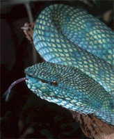 Viper