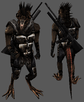 animal_raven
