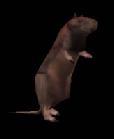 bigratshit