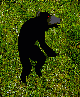 blackbear