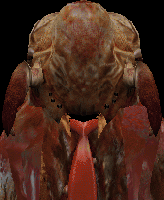 zombie_hd